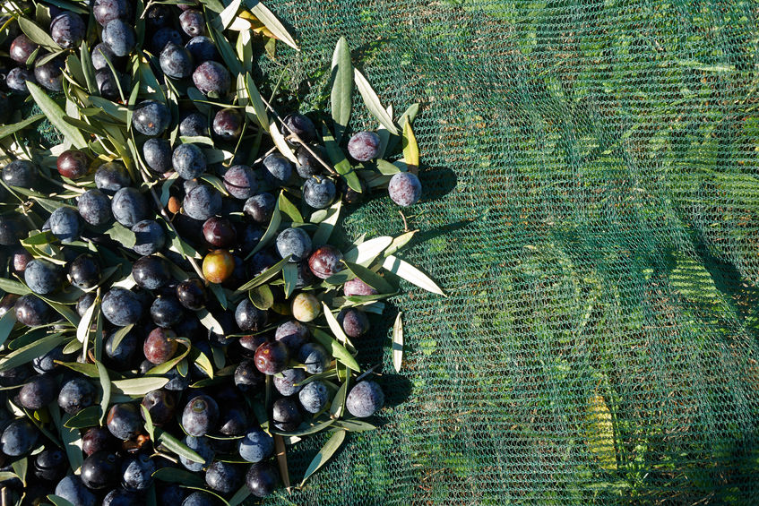 De Koroneiki-olijf vormt de basis voor Gkazas Olijfolie
