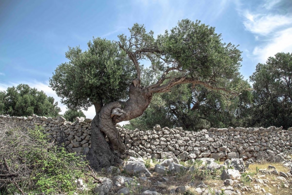 Hoe komt toch die olijfboom op de Akropolis in Athene?